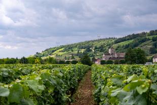 Weinreben der Côtes de Nuits