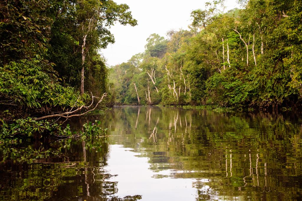 Flusssafari auf dem Kinabatangan Fluss 