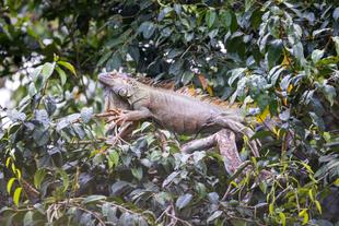 Leguan im  Caño Negro Naturreservat