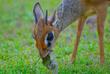 Dikdik - Afrikanische Zwergantilopen zu Besuch in der Lodge