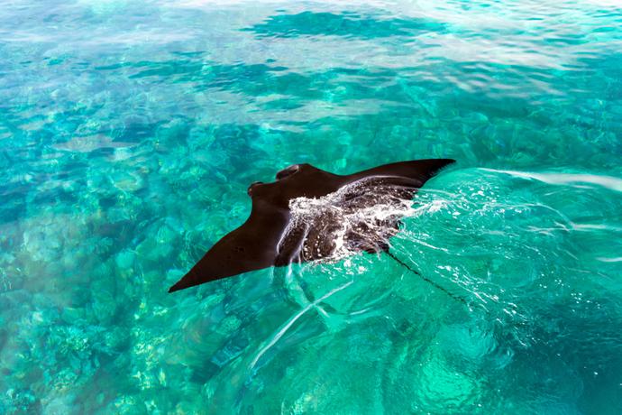 Mantarochen