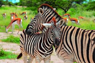 Zebras im Etosha Nationalpark