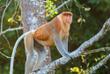 Proboscis-Affe