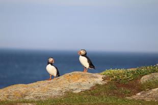 Papageitaucher in Elliston 