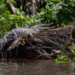 Krokodil im Dschungel in Costa Rica