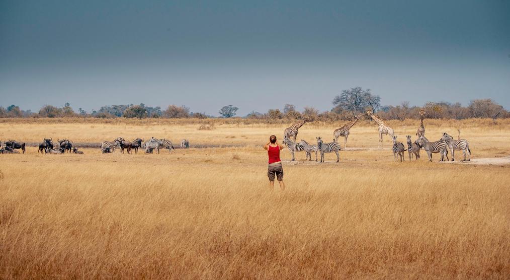 Giraffen, Zebras und Gnus im Moremi Wildreservat