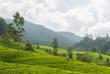 Teeplantage in Nuwara Eliya