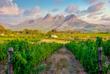 Weinreben in Stellenbosch