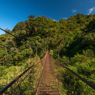 Hängebrücke im Nebelwald