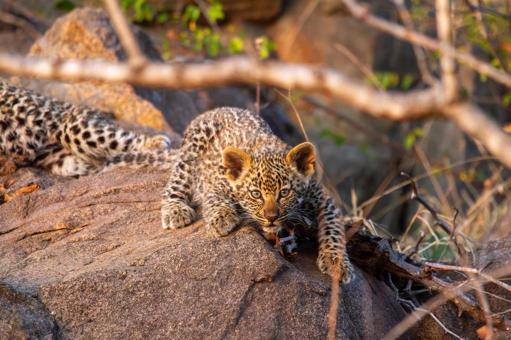 Leopardenjunges 