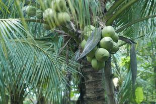 Kokosnüsse in Ben-Tre