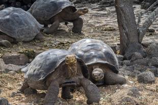 Riesenschildkröten