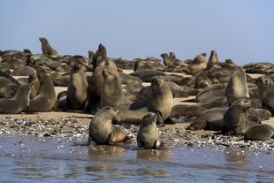 Robben am Walvis Bay