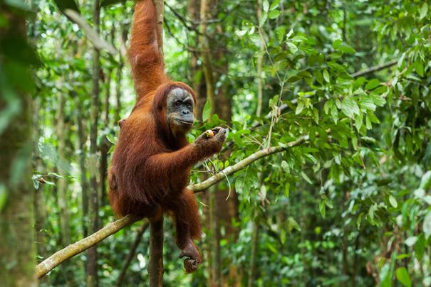 Orang Utan in Sumatra