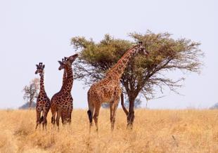 Giraffenzentrum in Nairobi