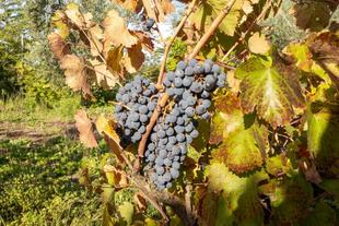 Weinrebe im Vesuvgebiet