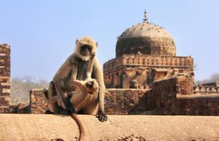 Affe mit Baby im Ranthambore-Nationalpark 