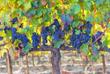 Weinrebe in Montefalco