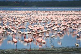 Flamingos am Nakuru-See