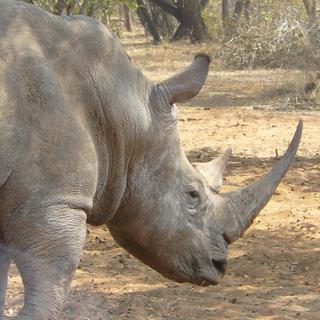 Nashorn im Hlane Nationalpark