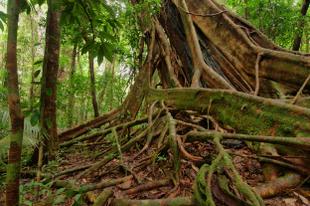 Baum im Daintree National Park 