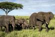 Elefantenherde im Serengeti Nationalpark