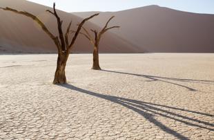 Dead Vlei in der Namib Wüste