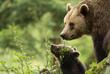 Europäischer Braunbär 