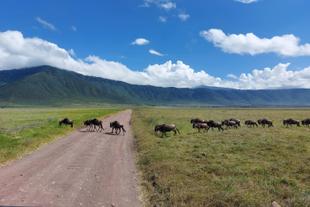 Gnuherde im Ngorongoro Krater