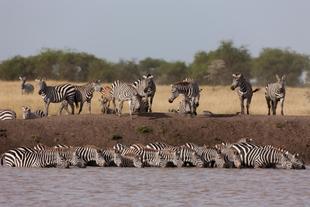 badende Zebras
