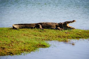 Krokodil im Udawalawe Nationalpark