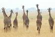 Giraffen im Serengeti Nationalpark
