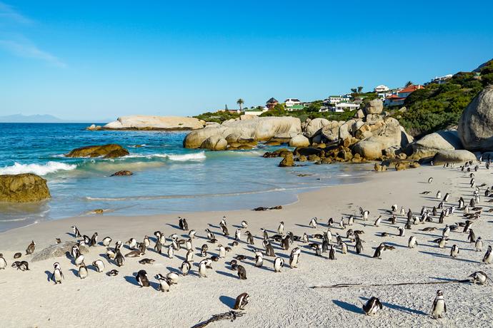 Pinguine am Boulders Beach