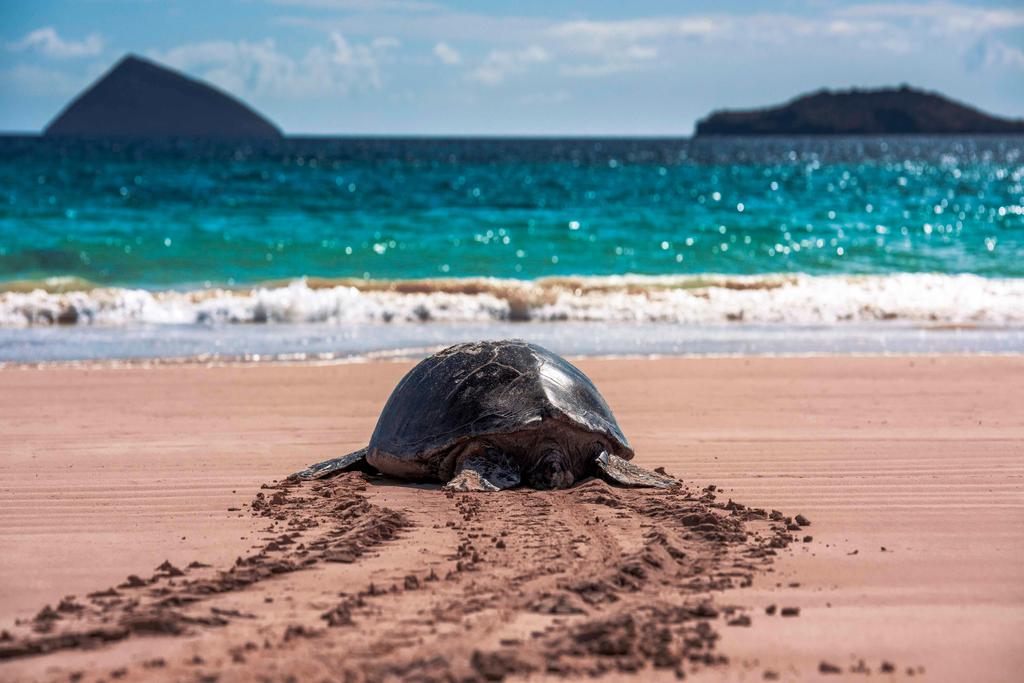 Galapagos Schildkröte