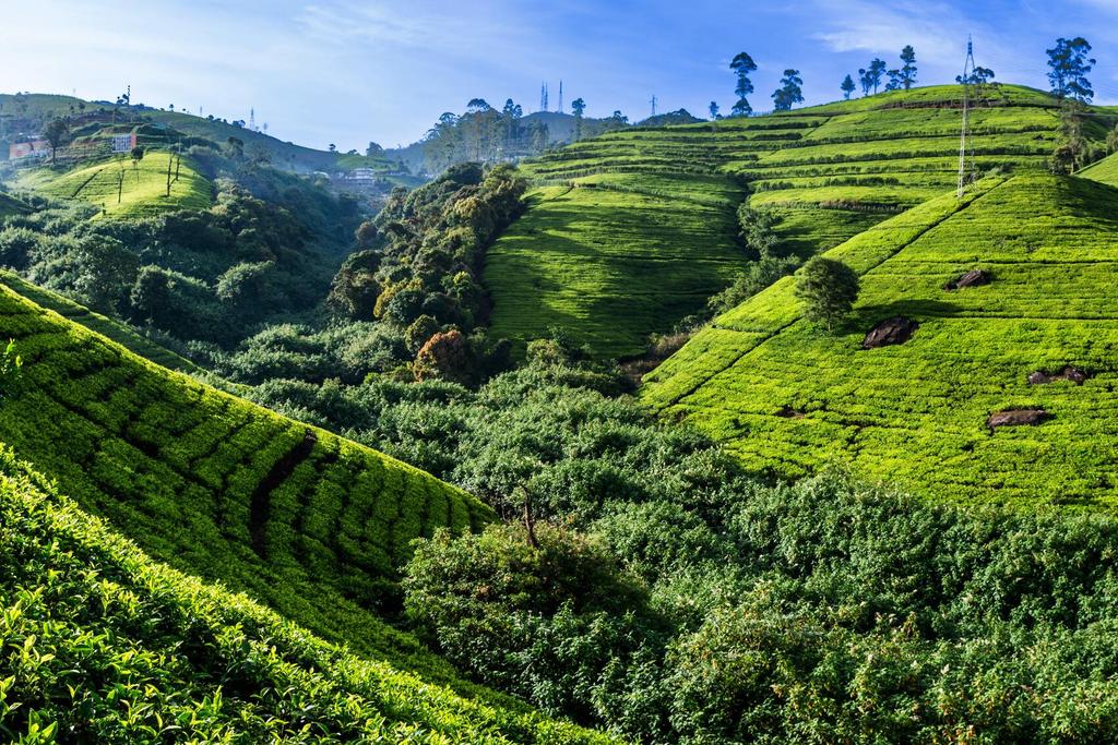Teeplantage in Nuwara Eliya
