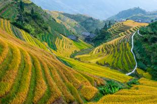 Longsheng Reisterassen