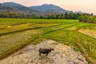 Reisfarm in Luang Prabang