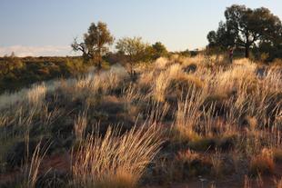 Outback