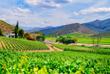 Wine Valley in Robertson