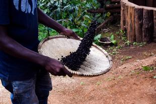 frisch gerösteter Kaffee aus der Kaffeeplantage in Arusha