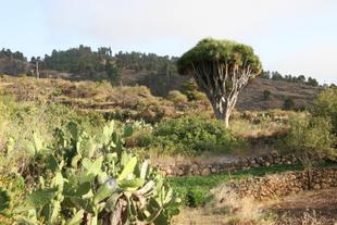 Wanderung im imposanten Westen durch die grüne Vegetation der Insel