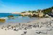 Pinguine am Boulders Beach