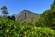 Bandarawela