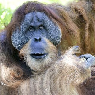 Orang Utan