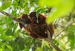 Affen im Tambopata Reservat