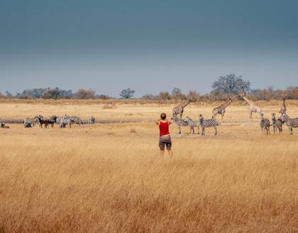 Giraffen, Zebras und Gnus im Moremi Wildreservat