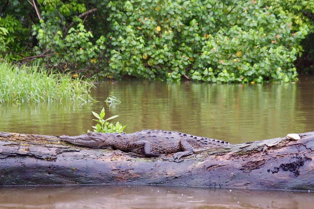 Krokodil im Tortuguero Nationalpark