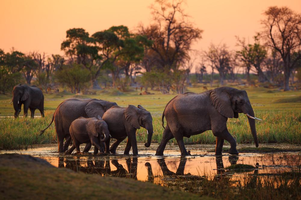Gruppe Elefanten im Moremi-Nationalpark