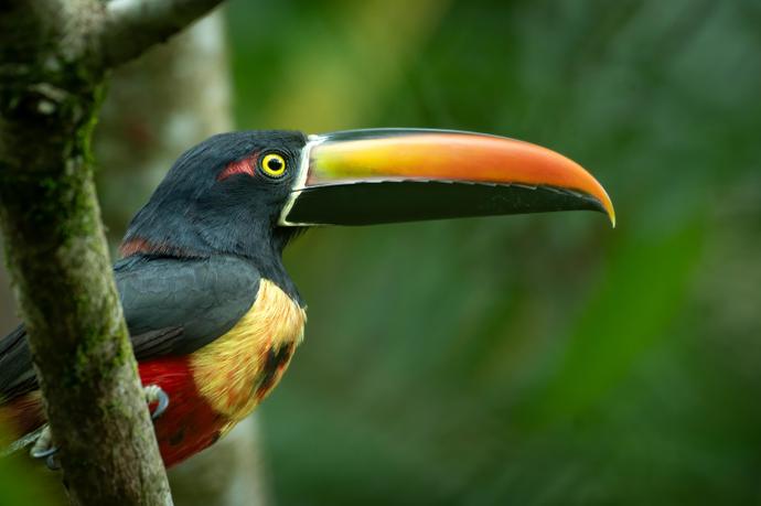 Vogel in Nahaufnahme während einer Costa Rica Gruppenreise