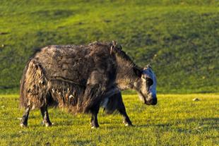Yak im Orkhon-Tal